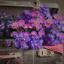 Asters, Old, case