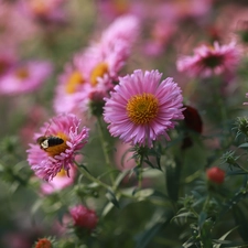 Pink, Flowers, Insect, Astra