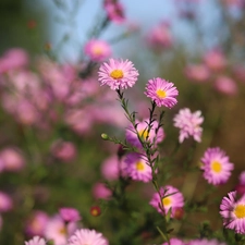 Pink, Flowers, rapprochement, Astra