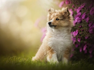 shetland Sheepdog, Flowers, Astra, Puppy