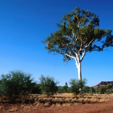 trees, wild, Australia, landscape