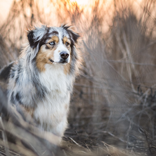 grass, Australian Shepherd, Australian Shepherd