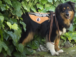 Plants, Leaf, Assisting, Australian Shepherd, dog