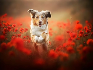 Australian Shepherd, papavers