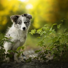 Plants, Puppy, Australian Shepherd