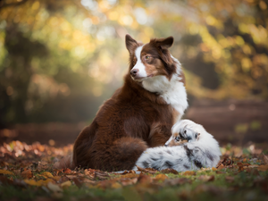 Australian Shepherds, Puppy