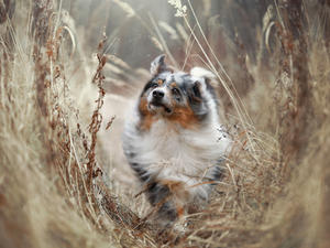 tall, grass, dog, Australian Shepherd, running