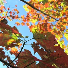 Autumn, Leaf, autumn, color
