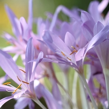 colchicums, crocuses, Flowers, Autumn