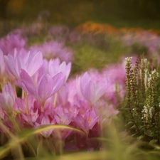 colchicums, Flowers, rapprochement, Autumn