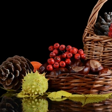 Baskets, Plant, harvest, cones, chestnuts, Autumn, composition