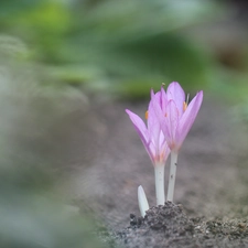 Autumn, colchicums, crocuses