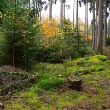 forest, Autumn