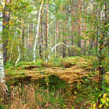 forest, fern, autumn, birch