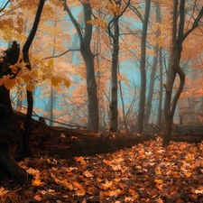 forest, Fog, autumn, Leaf