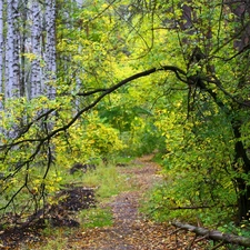 forest, viewes, autumn, trees