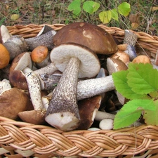 Autumn, Leaf, mushrooms, forest, basket