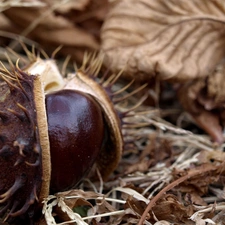 autumn, chestnut, Leaf