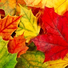 autumn, color, Leaf