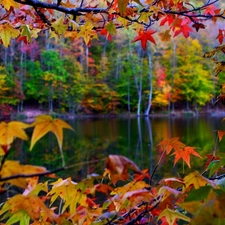 autumn, color, Leaf