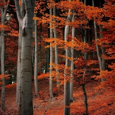 autumn, forest, Leaf