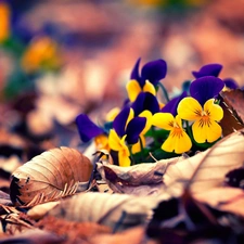 autumn, pansies, Leaf