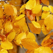 autumn, Yellow, Leaf