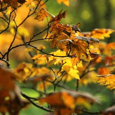 autumn, Yellow, Leaf