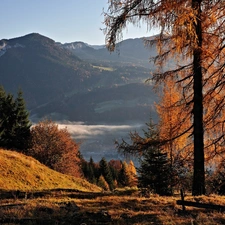 Mountains, Fog, autumn, woods