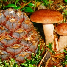 mushrooms, forest, autumn, litter