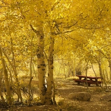 Park, Bench, autumn, birch