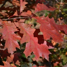 Leaf, Red Oak, Autumn