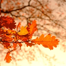 oak, autumn, trees, Leaf, branch