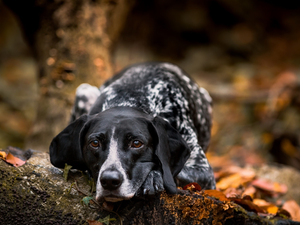 dog, Braque d Auvergne, muzzle, Auvergne Pointer