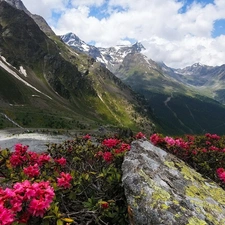 Mountains, Azaleas, rhododendron, Path