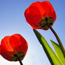 azure, Heaven, Red, Tulips, Two cars