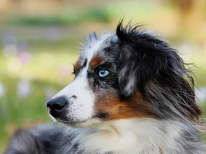 Australian Shepherd, blurry background