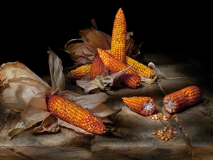 grains, flask, Black, background, boarding, corn-cob