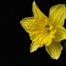 background, jonquil, Black