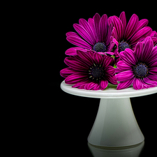 White, purple, Black, African Daisies, Three, stand, background