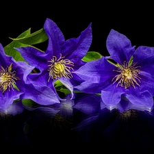 Black, background, Blue, Clematis, Flowers