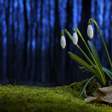 background, snowdrops, Blue