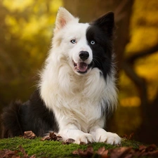 Moss, Border Collie, fuzzy, muzzle, dog, Leaf, background