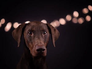 Black, background, Doberman, light, dog
