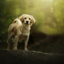 dog, fuzzy, background, mongrel