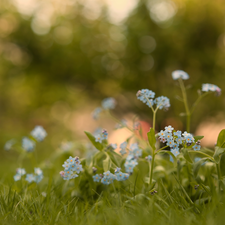 fuzzy, background, Forget, grass, Flowers