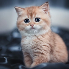 fuzzy, background, ginger, kitten, small