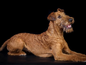 Irish Terrier, black background