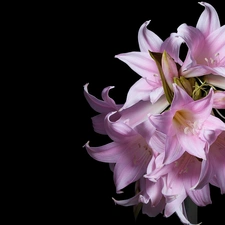 Pink, Black, background, amaryllis