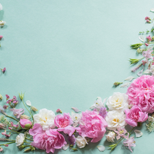 Flowers, White, Blue, background, Peonies, Pink